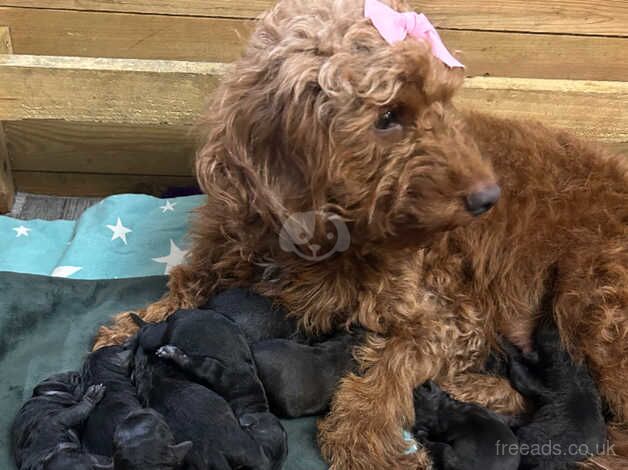 11 beautiful cockapoo puppies for sale in Rotherham, South Yorkshire