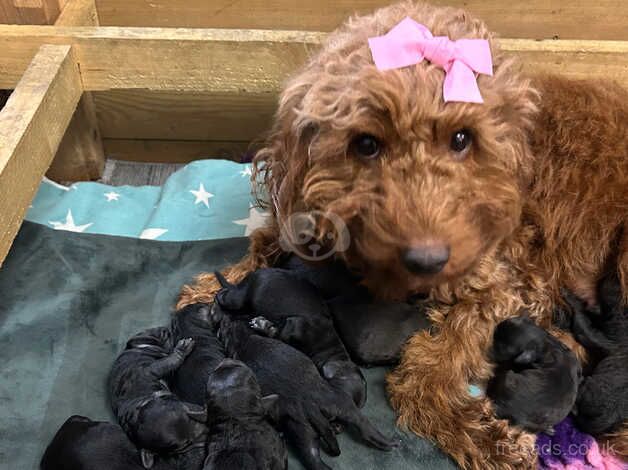 11 beautiful cockapoo puppies for sale in Rotherham, South Yorkshire - Image 2