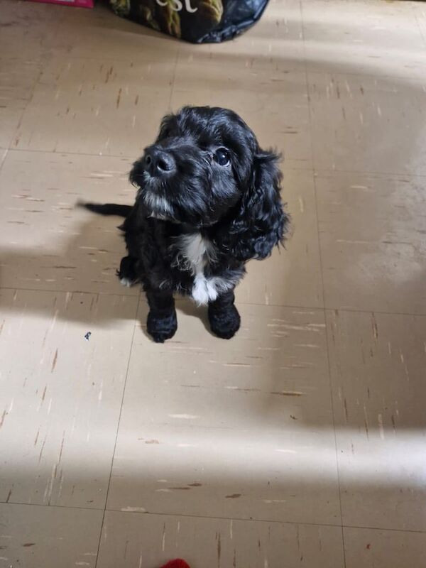 11 week cockapoo for sale in Ilkeston, Derbyshire