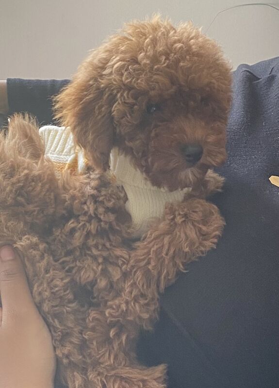 11 week old cockapoo for sale in West Midlands