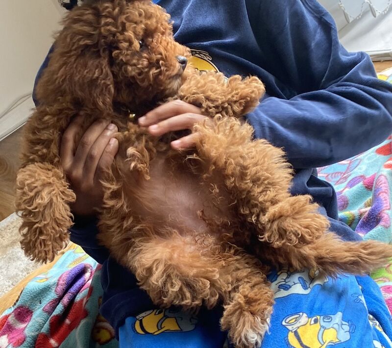 11 week old cockapoo for sale in West Midlands - Image 2