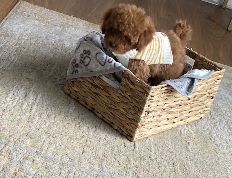 11 week old cockapoo for sale in West Midlands - Image 3