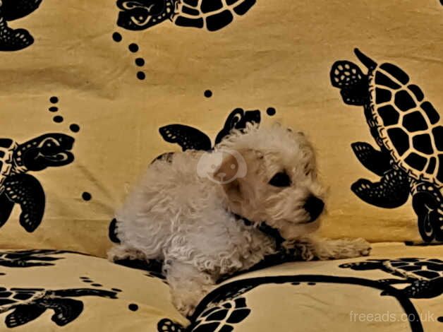 11 weeks old Cockapoo for sale in Addlestone, Surrey - Image 1