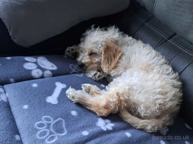 11 weeks old Cockapoo for sale in Addlestone, Surrey - Image 2