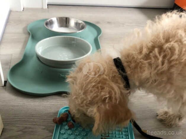 11 weeks old Cockapoo for sale in Addlestone, Surrey - Image 3