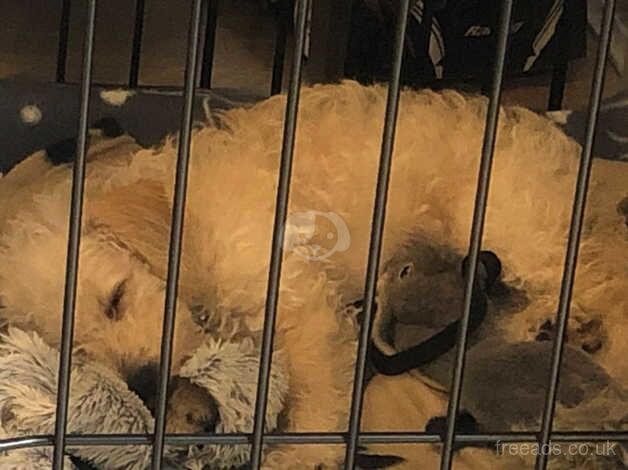 11 weeks old Cockapoo for sale in Addlestone, Surrey - Image 4