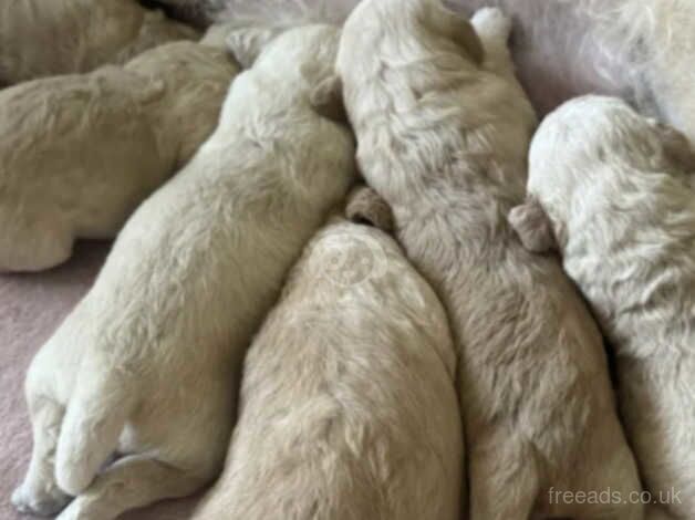 11 weeks old Cockapoo for sale in Addlestone, Surrey - Image 5