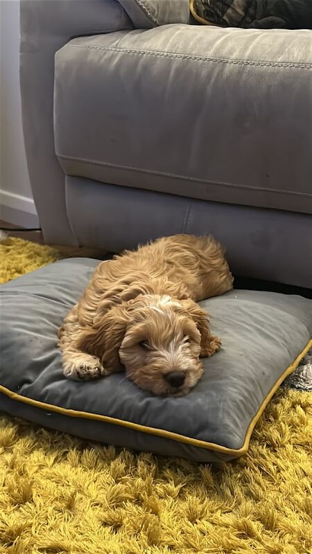 12 week apricot cockapoo for sale in Larkfield, Kent - Image 3