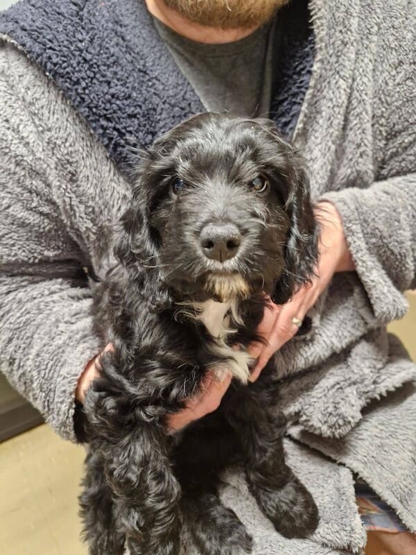 12 week old cockapoo puppy for sale in Ilkeston, Derbyshire