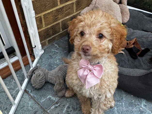 12 week old female cockapoo ready now! for sale in Croydon, London - Image 1