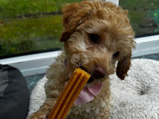 12 week old female cockapoo ready now! for sale in Croydon, London - Image 2