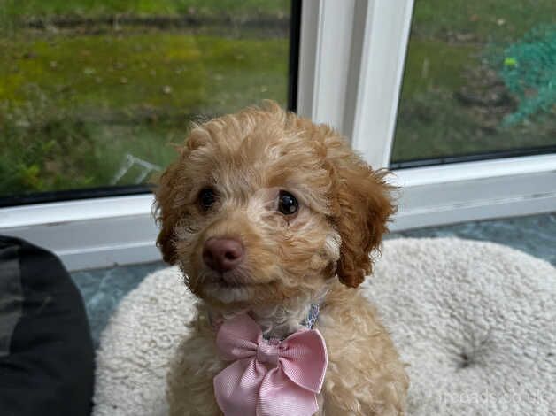 12 week old female cockapoo ready now! for sale in Croydon, London - Image 3