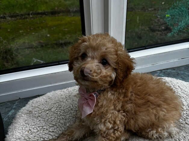 12 week old female cockapoo ready now! for sale in Croydon, London - Image 4