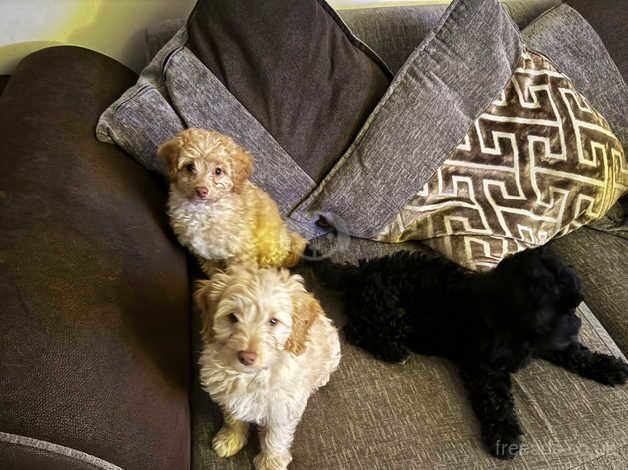 12 week old female cockapoo ready now! for sale in Croydon, London - Image 5