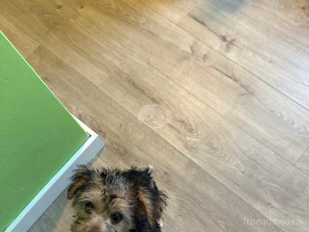 12 week old puppy for sale in Aberdeen, Aberdeen City - Image 1