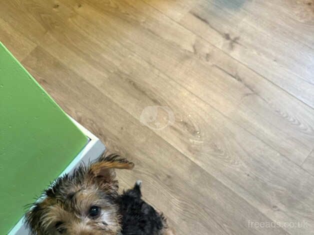 12 week old puppy for sale in Aberdeen, Aberdeen City - Image 2