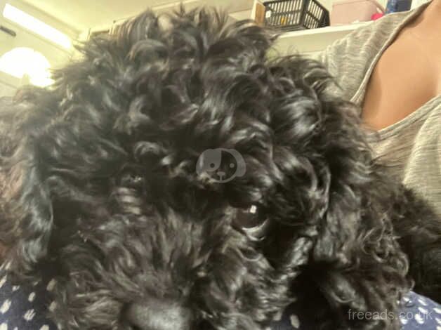 13 week old female cockapoo for sale in Lambeth, Lambeth, Greater London