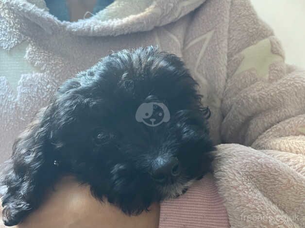 14 week old cockapoo for sale in Essex, Essex