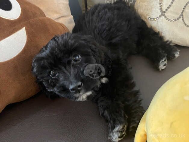 14 week old cockapoo for sale in Essex, Essex - Image 2