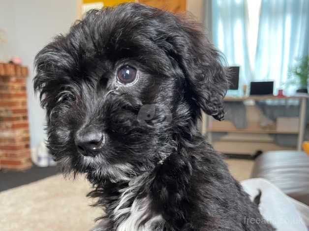 14 week old cockapoo for sale in Essex, Essex - Image 3