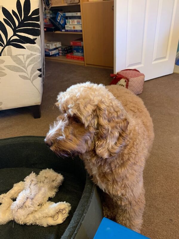 15 Month Female Cockapoo Looking for loving home for sale in Newmarket, Suffolk