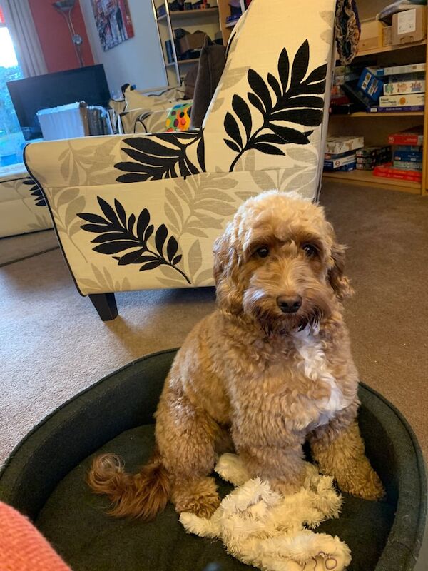 15 Month Female Cockapoo Looking for loving home for sale in Newmarket, Suffolk - Image 2