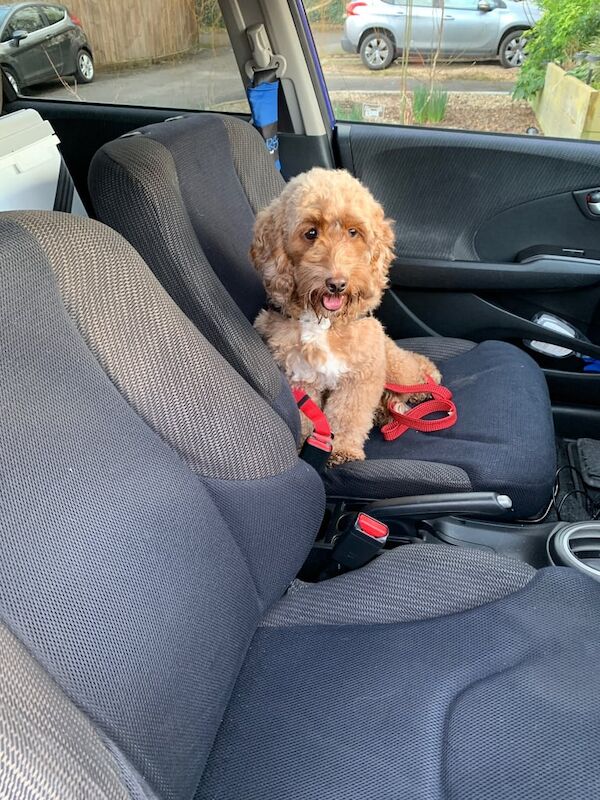 15 Month Female Cockapoo Looking for loving home for sale in Newmarket, Suffolk - Image 3