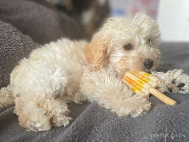 18wk old cockapoo pup for sale in Basingstoke, Hampshire