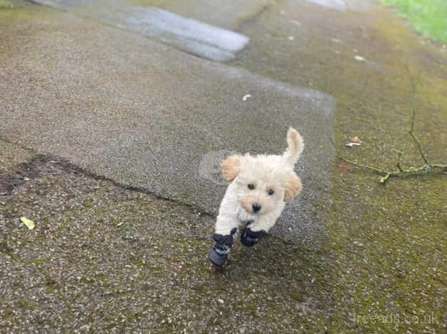 18wk old cockapoo pup for sale in Basingstoke, Hampshire - Image 2