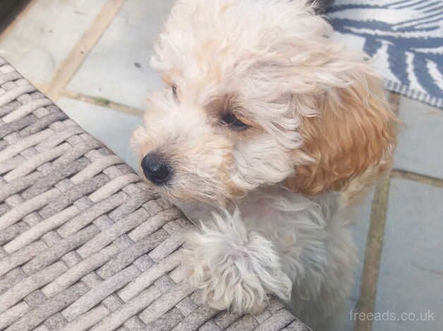 18wk old cockapoo pup for sale in Basingstoke, Hampshire - Image 3