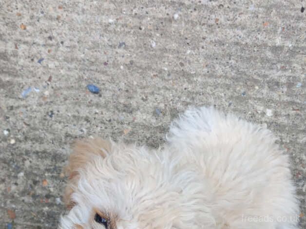 18wk old cockapoo pup for sale in Basingstoke, Hampshire - Image 4