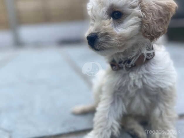 18wk old cockapoo pup for sale in Basingstoke, Hampshire - Image 5