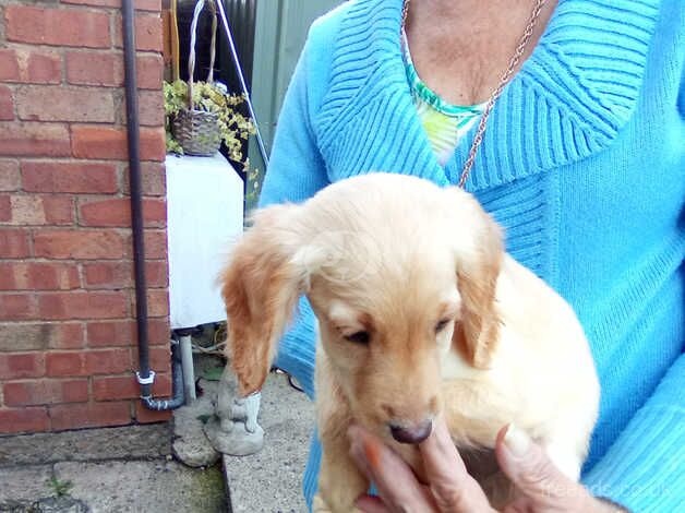 1last adorable little cockapoo puppy girl for sale in Evesham, Worcestershire - Image 4