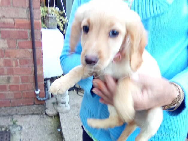 1last adorable little cockapoo puppy girl for sale in Evesham, Worcestershire - Image 5