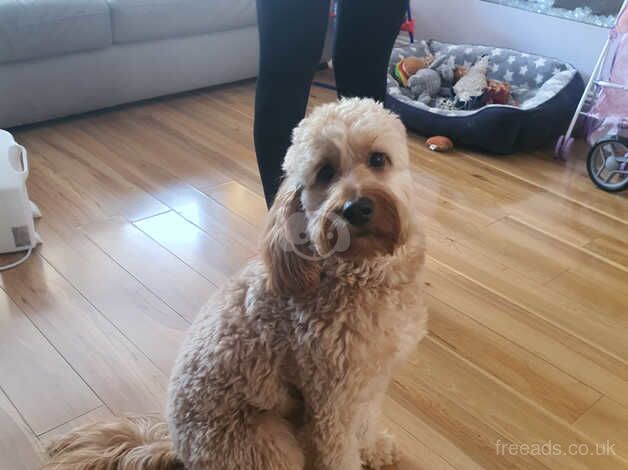 1yr old cockapoo for sale in Glasgow, Glasgow