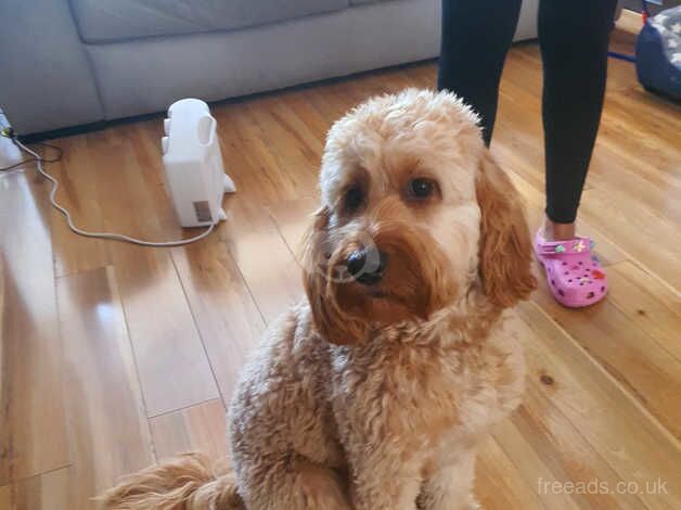 1yr old cockapoo for sale in Glasgow, Glasgow - Image 2