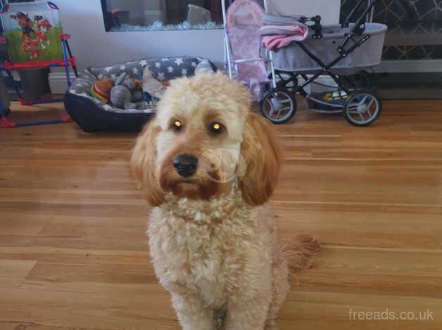 1yr old cockapoo for sale in Glasgow, Glasgow - Image 3