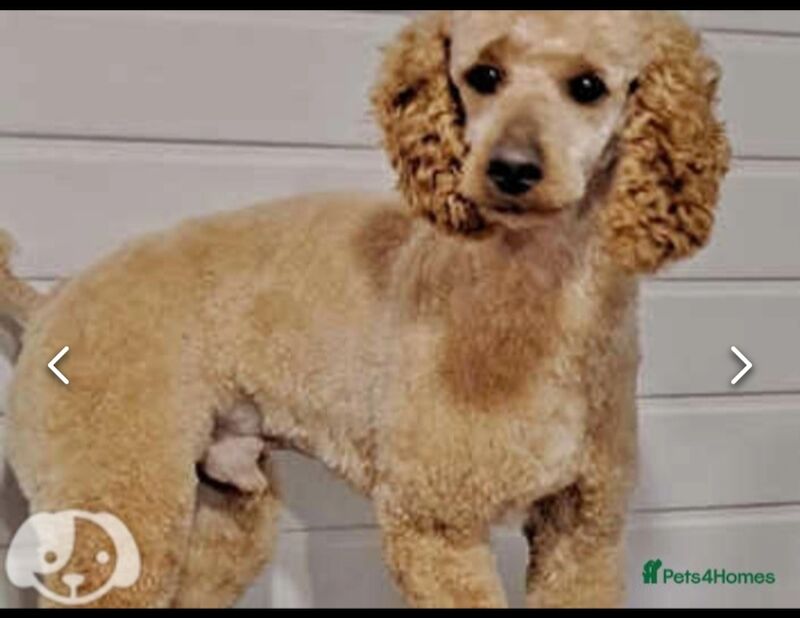 2 beauiful boy cockapoo pra clear kc parents for sale in Ely, Cambridgeshire - Image 11