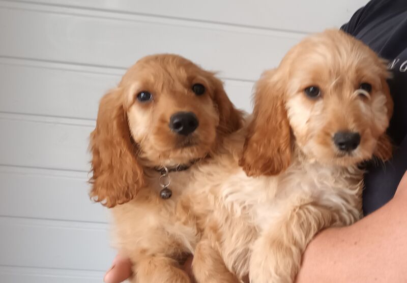 2 beauiful boy cockapoo pra clear kc parents for sale in Ely, Cambridgeshire