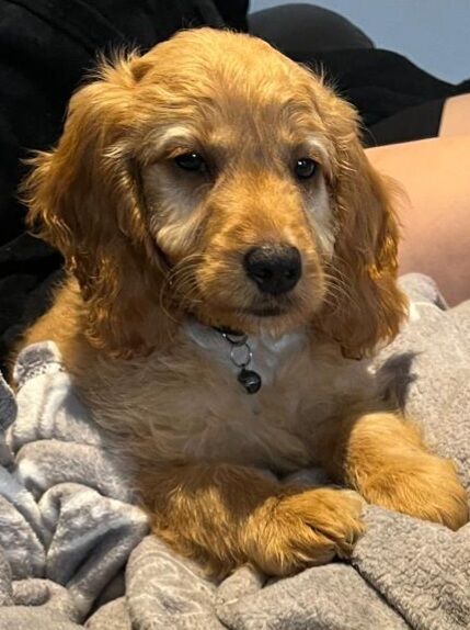 1 beauiful boy cockapoo pra clear kc parents for sale in Ely, Cambridgeshire