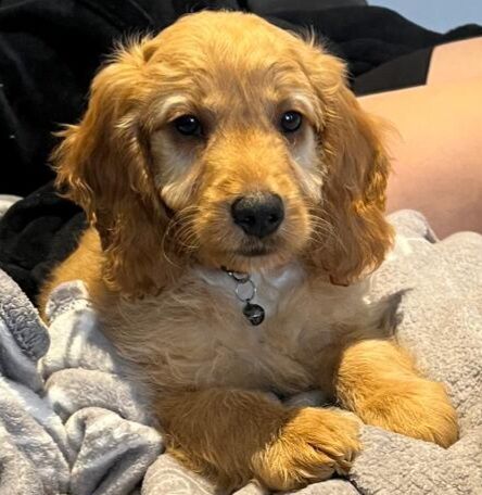 2 beauiful boy cockapoo pra clear kc parents for sale in Ely, Cambridgeshire - Image 4
