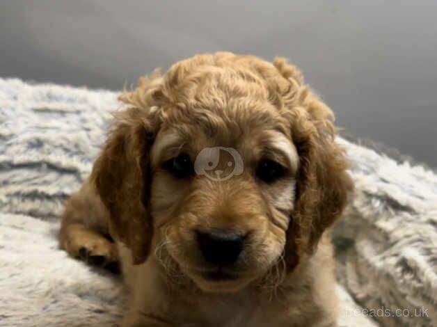 2 beautiful Cockapoo puppies for sale in Kingston Upon Thames, Kingston upon Thames, Greate