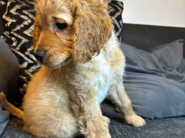 2 beautiful Cockapoo puppies for sale in Kingston Upon Thames, Kingston upon Thames, Greate - Image 2