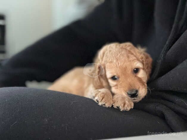 2 beautiful Cockapoo puppies for sale in Kingston Upon Thames, Kingston upon Thames, Greate - Image 3