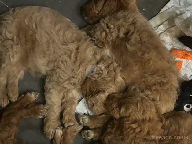 Cockapoo Puppies for sale