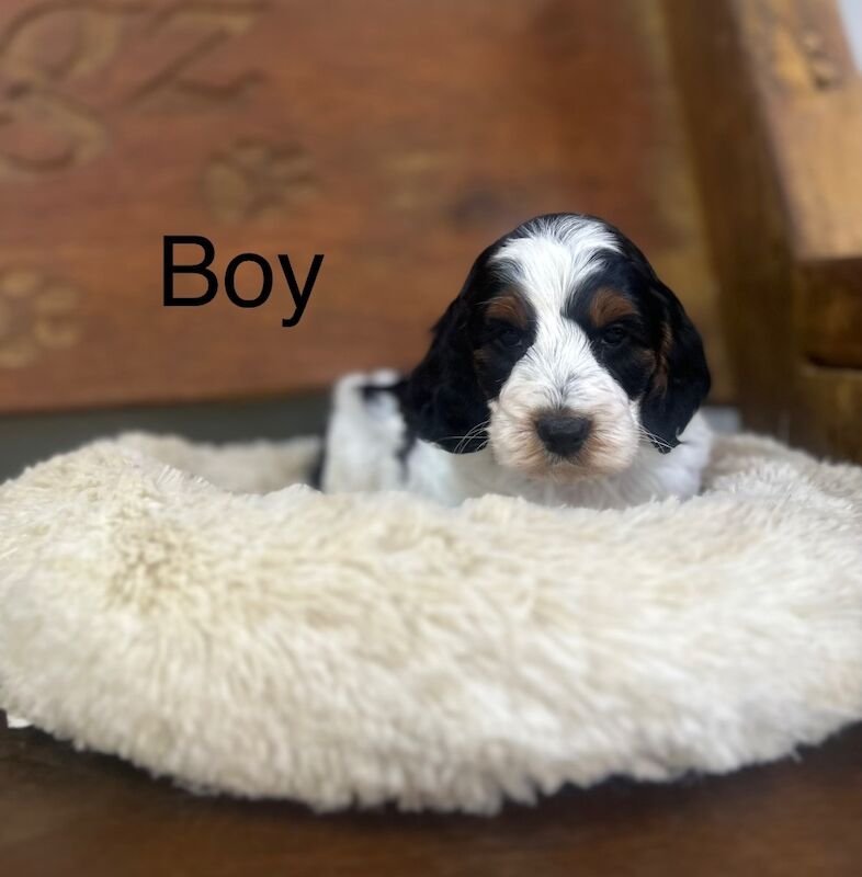 2 beautiful Cockapoos pups for sale in Upwell, Norfolk - Image 1