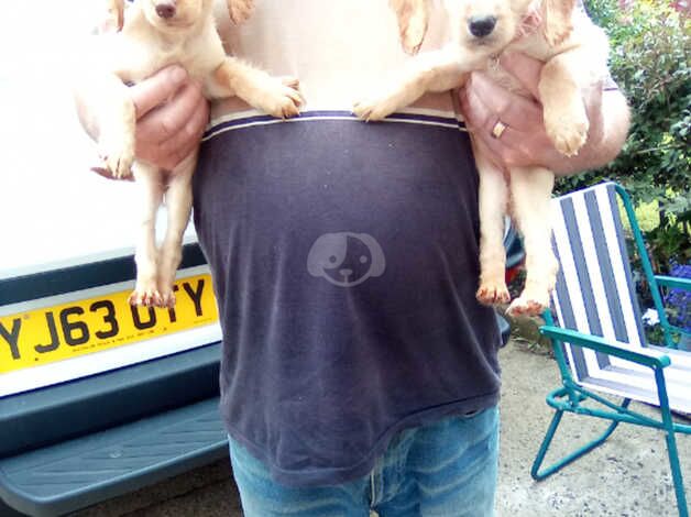 2 beautiful little cockapoo puppy girls for sale in Evesham, Worcestershire