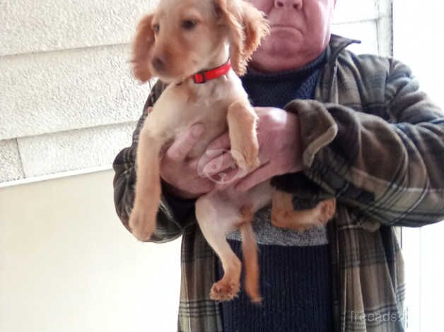 2 beautiful little cockapoo puppy girls for sale in Evesham, Worcestershire - Image 3