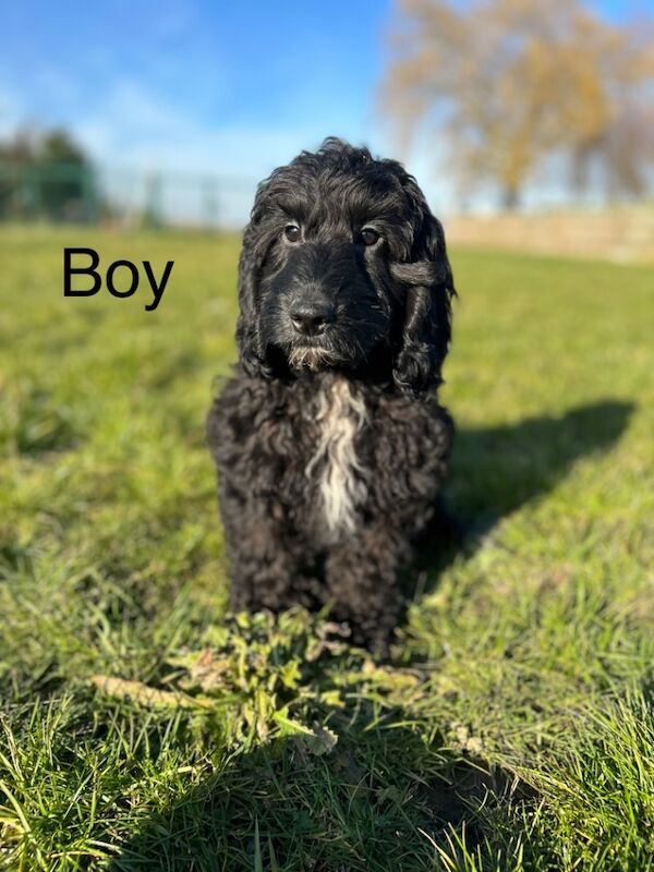 2 black f1 Cockapoo pups for sale in Upwell, Norfolk