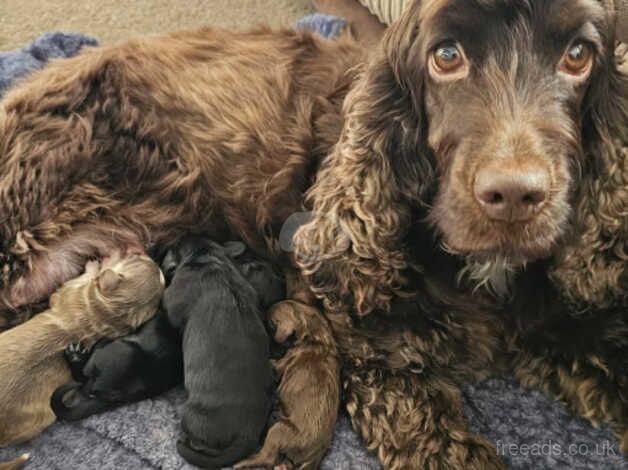 2 black mini cockapoos F1 for sale in Coventry, West Midlands